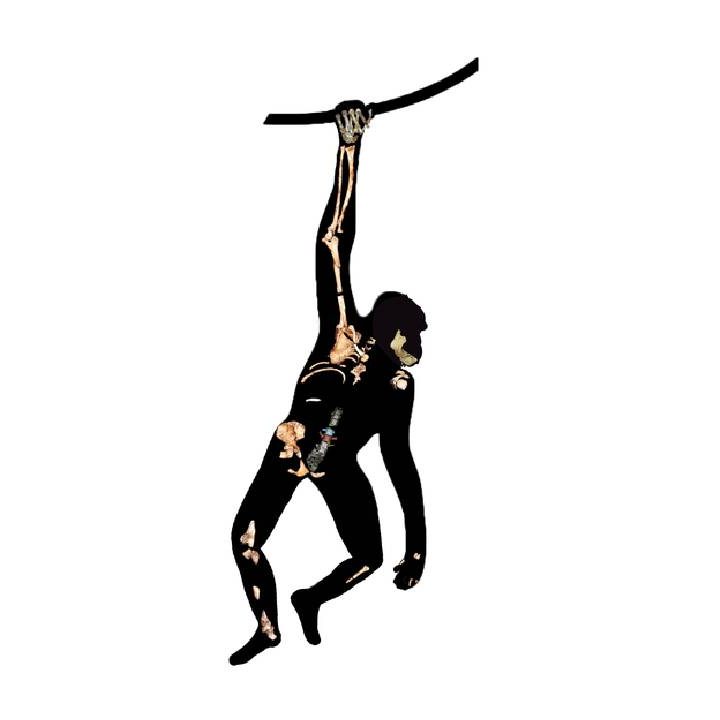 Silueta de Australopithecus sediba que muestra las vértebras recién encontradas junto con otros restos esqueléticos de la especie.