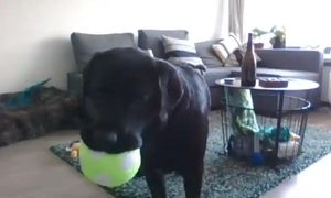 telefono para perros dogphone 01