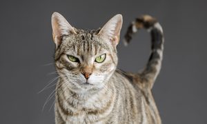 ciencia gatos muestran rasgos psicopatas gato cat