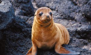 focas bebes humanos mismo registro vocal foca beb