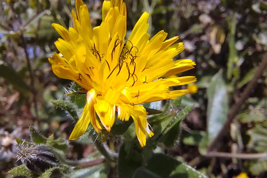 anaisis del honor 50 telefono de independencia y con google honor50 fotos 2 13