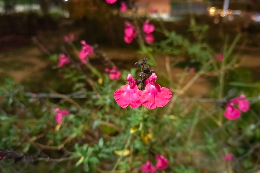 huawei nova 9 analisis review caracteristicas huaweinova9 fotos 1