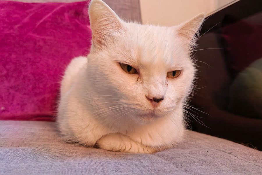 huawei nova 9 analisis review caracteristicas huaweinova9 fotos 10