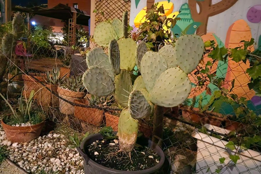 huawei nova 9 analisis review caracteristicas huaweinova9 fotos 7