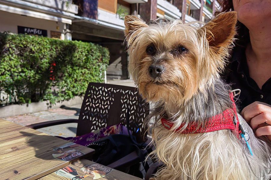 huawei nova 9 analisis review caracteristicas huaweinova9 fotos