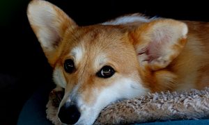 perro corgi asesinado china covid 19 delta