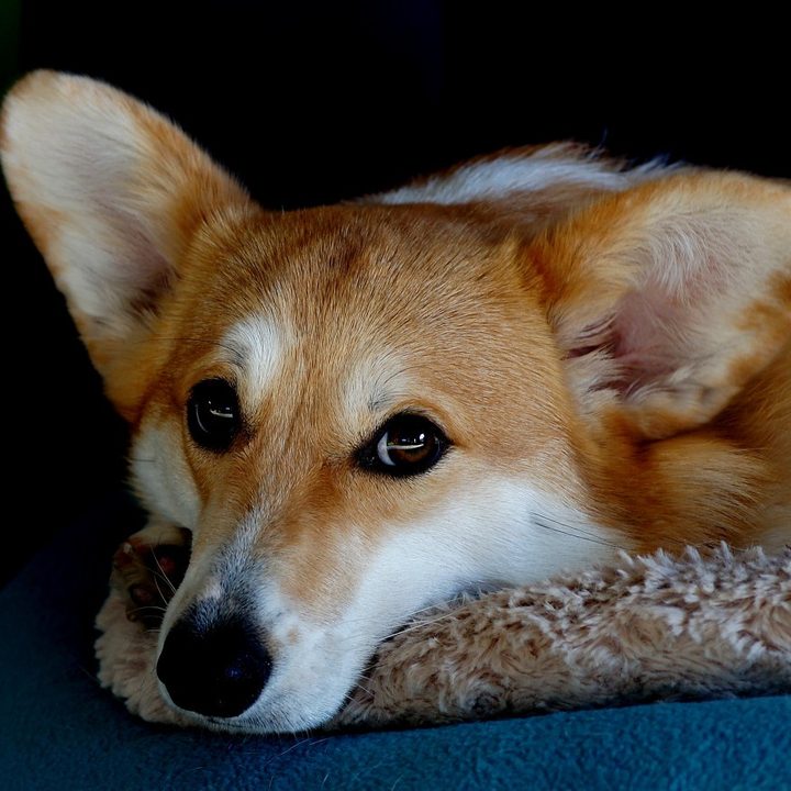 perro corgi