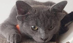 instagram gata cuatro orejas gatita midas