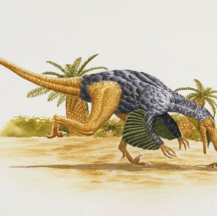 Velociraptor sp, Dromaeosauridae