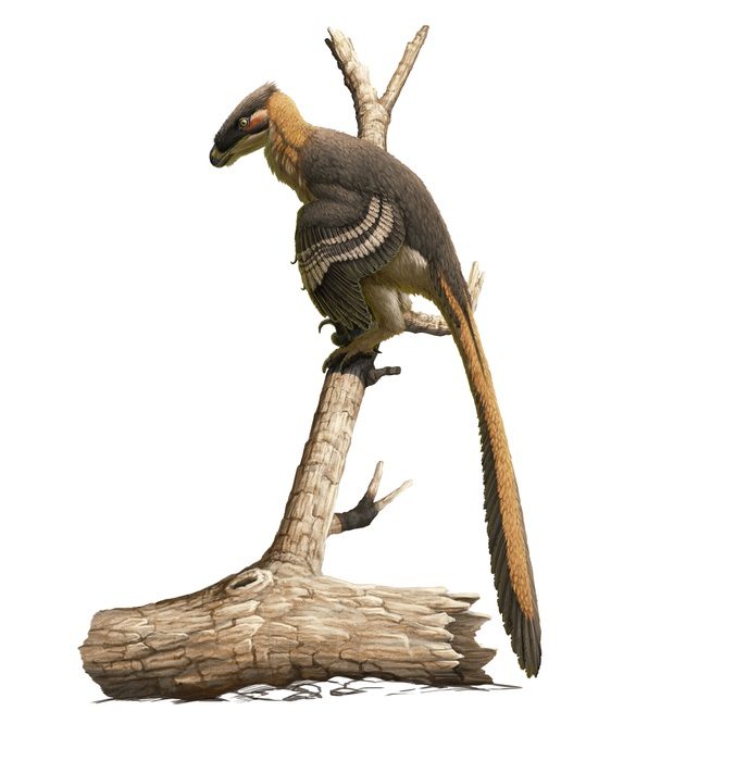 El Vectiraptor greeni, una nueva especie de dinosaurio hallada en Reino Unido