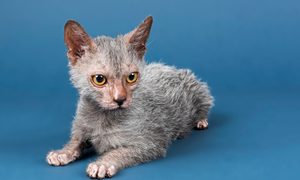 asi es el gato lobo lykoi nueva especie werewolf cat  kitten 6 months studio shot