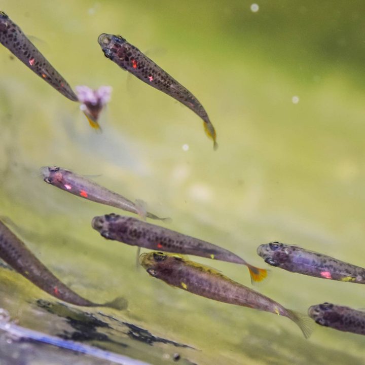 Una imagen del pez tequila