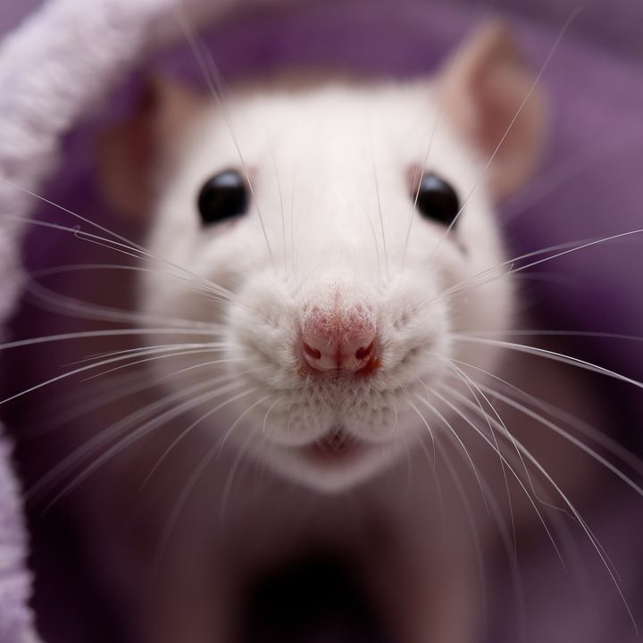 La imagen muestra una rata blanca cubierta con una manta.