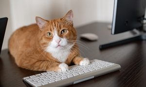 pueden gatos convertirse amenaza starlink gato