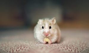 hong kong quiere sacrificar miles hamsters covid 19 h  mster