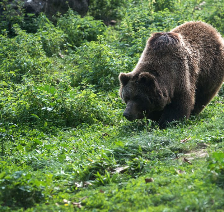 Una fotografía de un oso pardo
