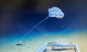 Imagen de la zona hadal