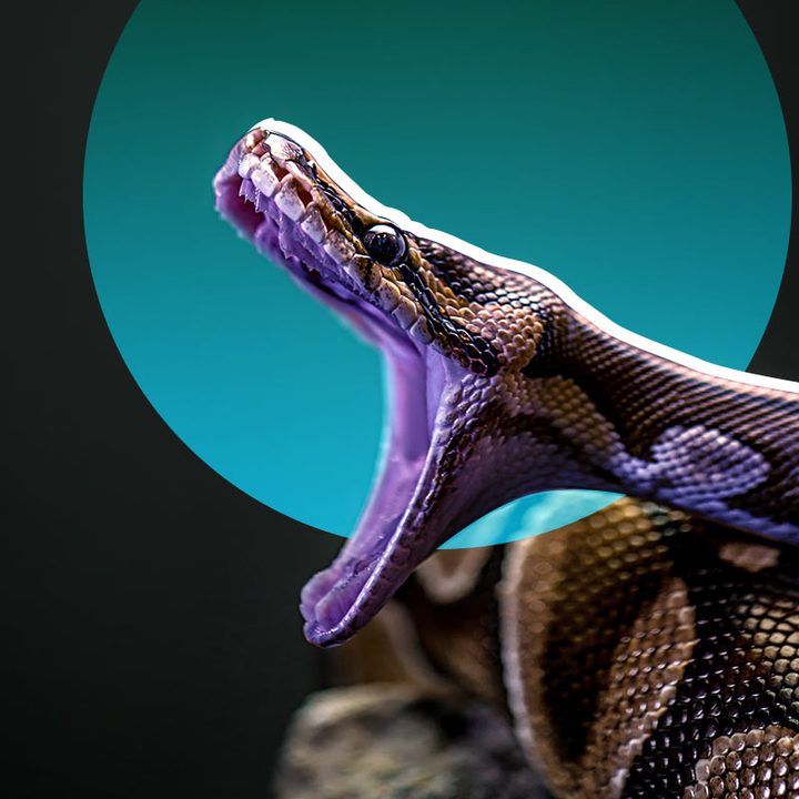 Una serpiente llamada Pitón de Birmania.