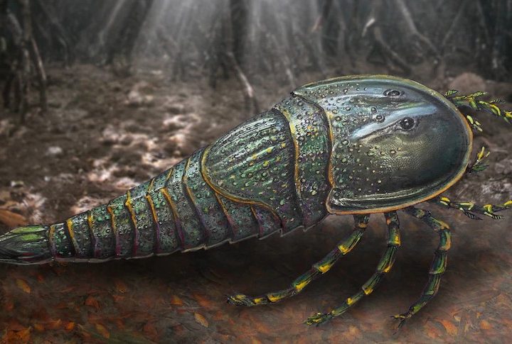 Un escorpión marino prehistórico descubierto en Australia.