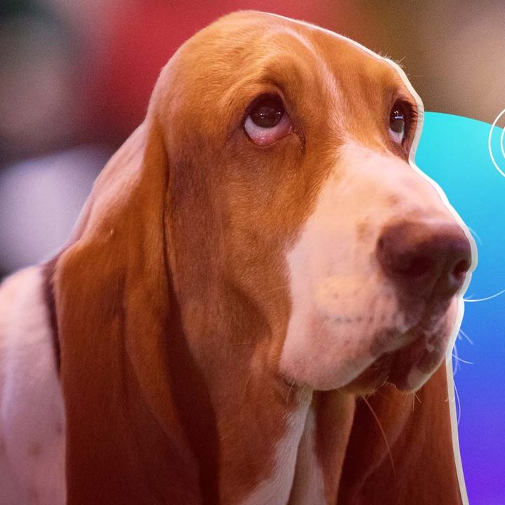 Un primer plano de un perro de raza basset hound.