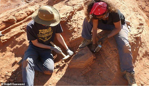 Hallan el cráneo de un dinosaurio sin brazos en Argentina.