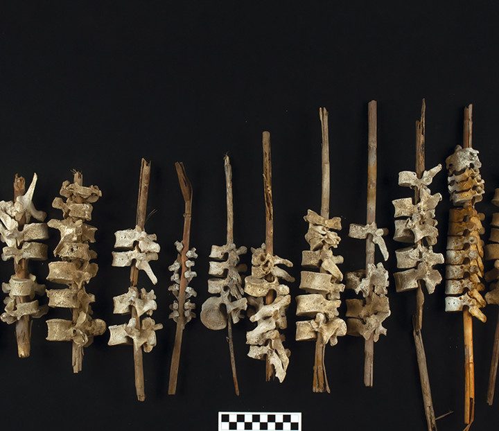 La imagen muestra las vértebras humanas halladas en Perú.