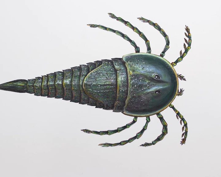 Un escorpión marino prehistórico descubierto en Australia.