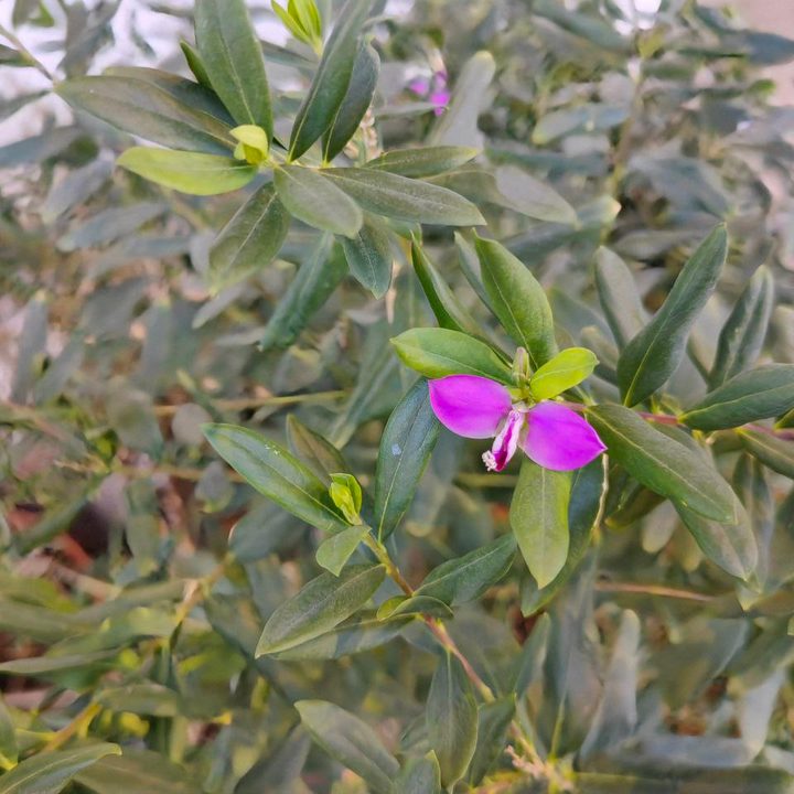 batalla de plegables huawei p50 pocket vs samsung galaxy z flip 3 flor