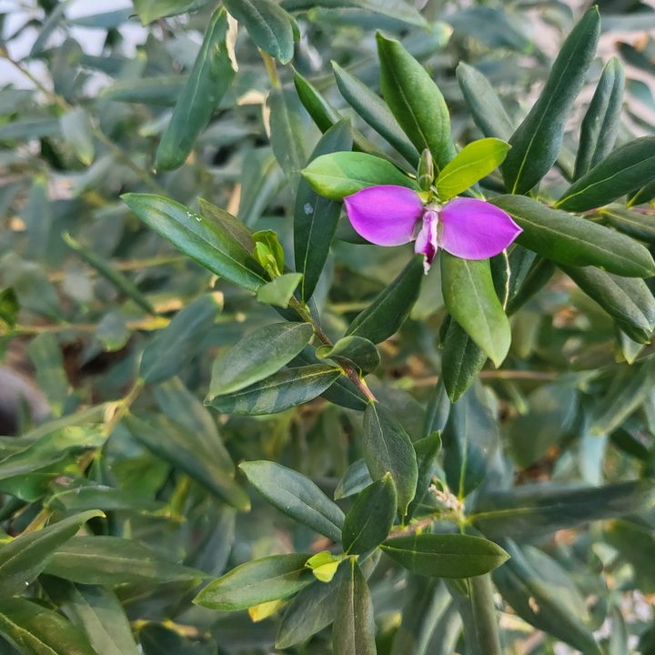 batalla de plegables huawei p50 pocket vs samsung galaxy z flip 3 florzflip3