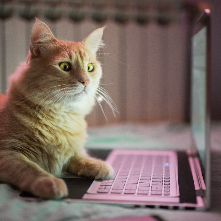 Un gato mira con cara de sorpresa una computadora