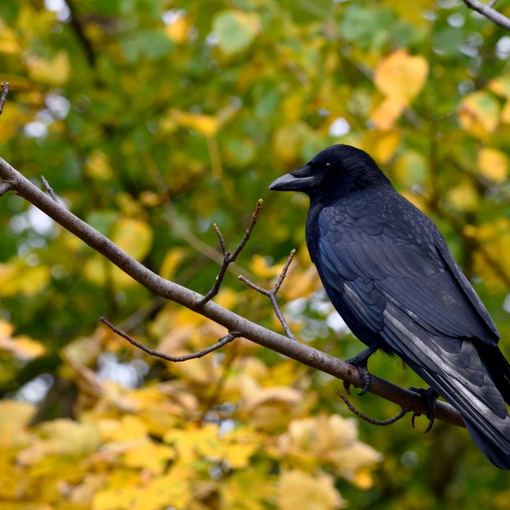 Un cuervo encima de la rama de un árbol.