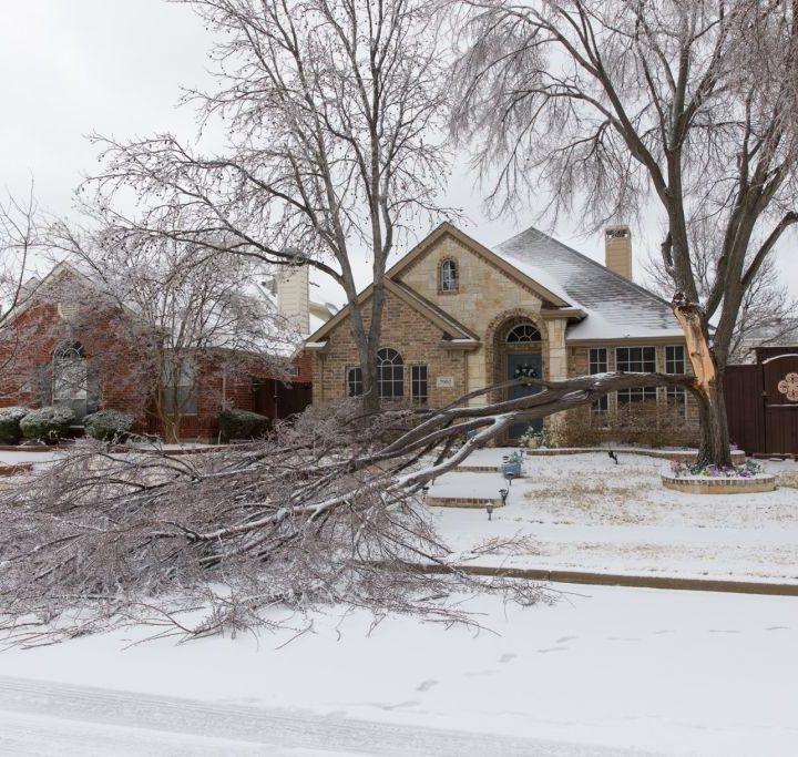 Un árbol derribado debido a una fuerte tormenta en Texas.