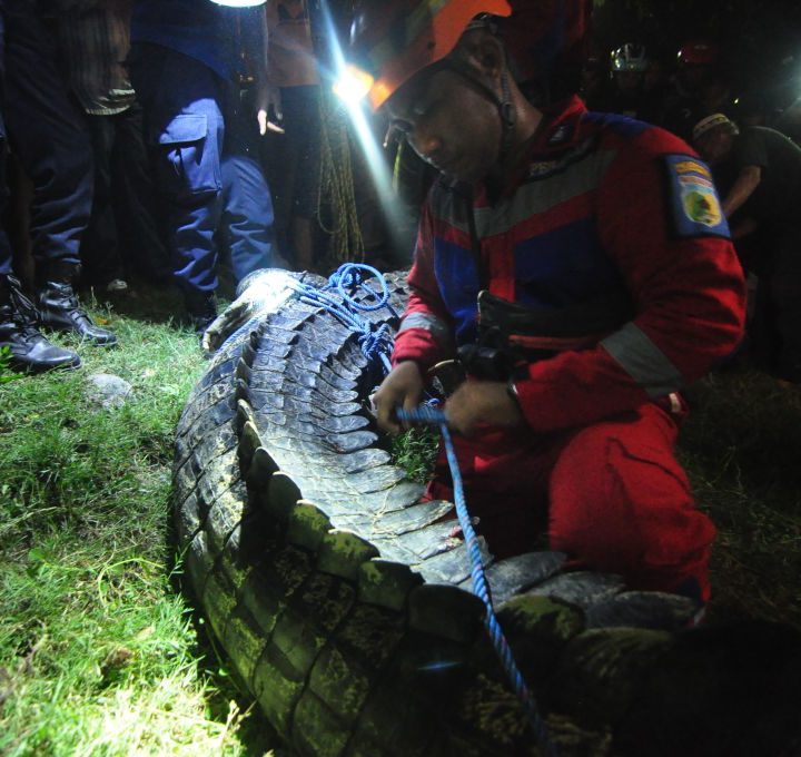Equipos de rescate ayudan a un cocodrilo atrapado en un neumático.