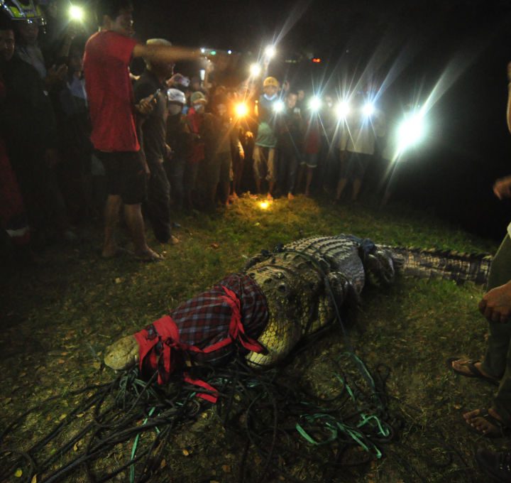 Equipos de rescate ayudan a un cocodrilo atrapado en un neumático.