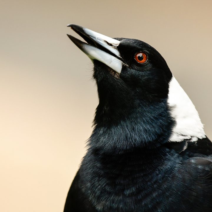 La imagen muestra una urraca en medio de un campo.
