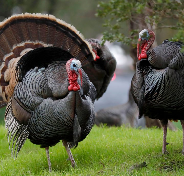 Una parvada de pavos causa todo tipo de problemas en las inmediaciones del Centro Ames de la NASA, donde se analizarán las imágenes del telescopio James Webb.