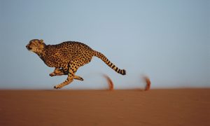 Un guepardo corre sobre una duna de arena.