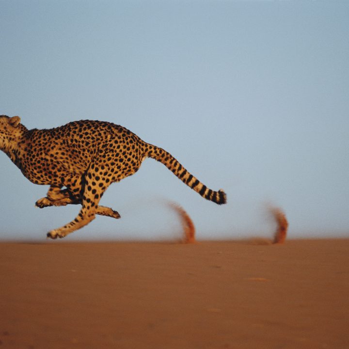 Un guepardo corre sobre una duna de arena.