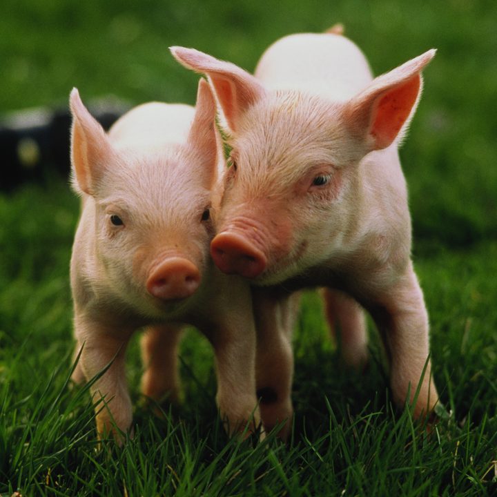 Dos pequeños cerdos caminan sobre el pasto.
