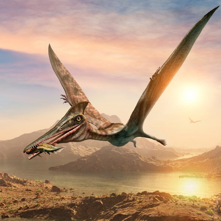 Representación de un pterosaurio volando.