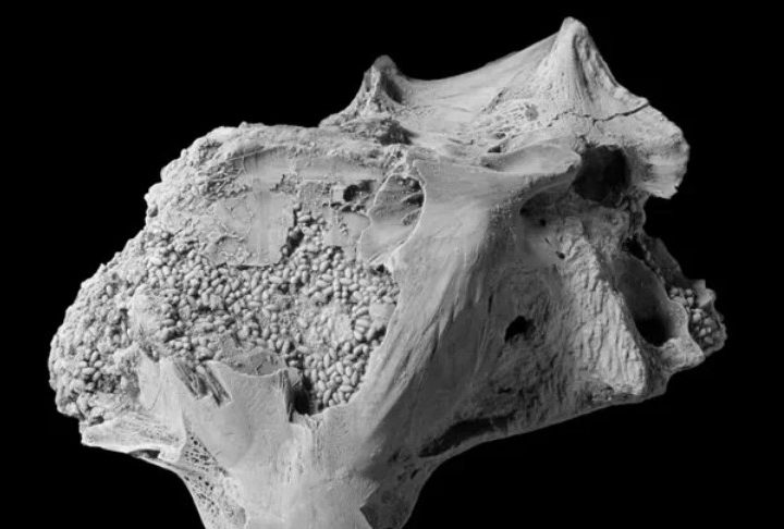 Cráneo de pez lleno de cacas fosilizadas de gusanos.