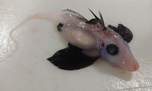 descubren raro tiburon fantasma nueva zelanda