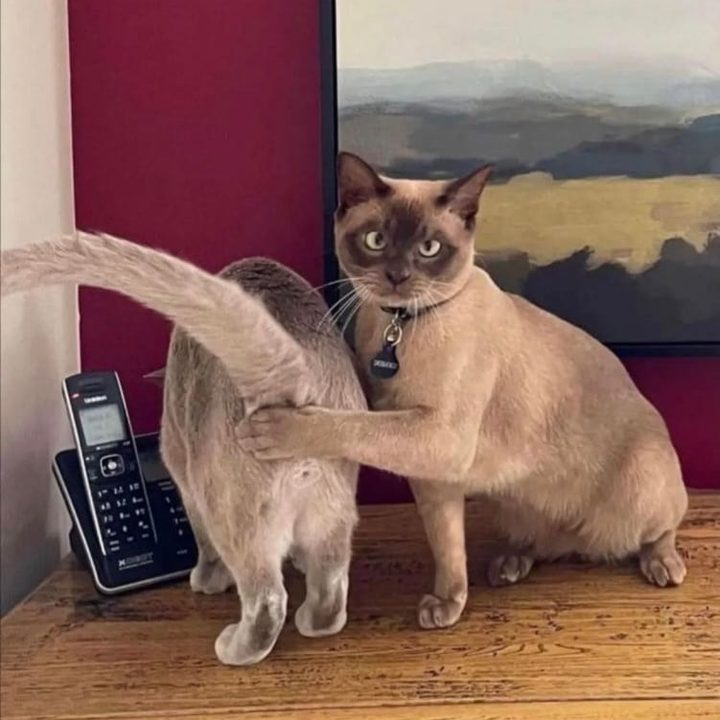 Cómo etiquetar contenido sensible en Twitter