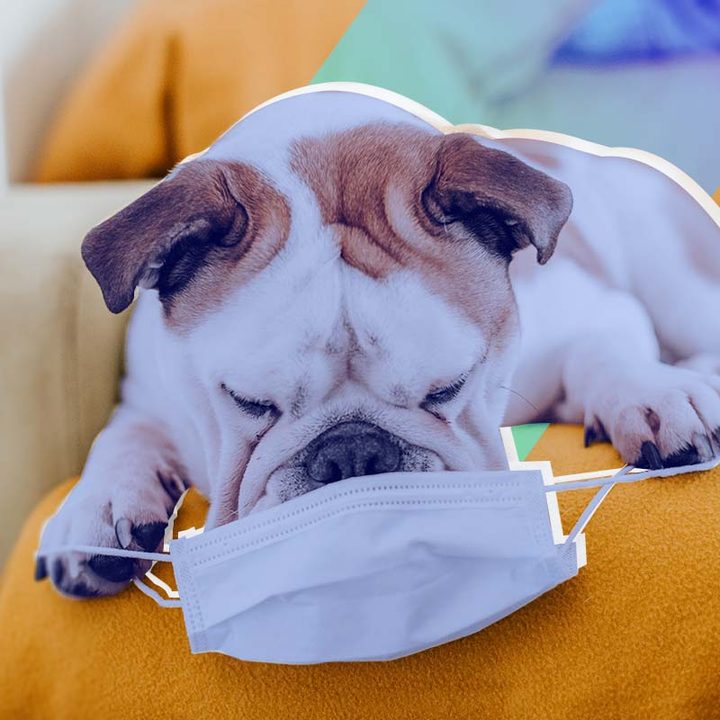 Un perro jugando con una mascarilla.