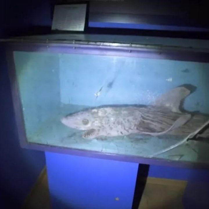 El cadáver de un tiburón en un acuario abandonado de España.