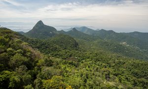 Un bosque en un parque nacional de Río de Janeiro, en Brasil.
