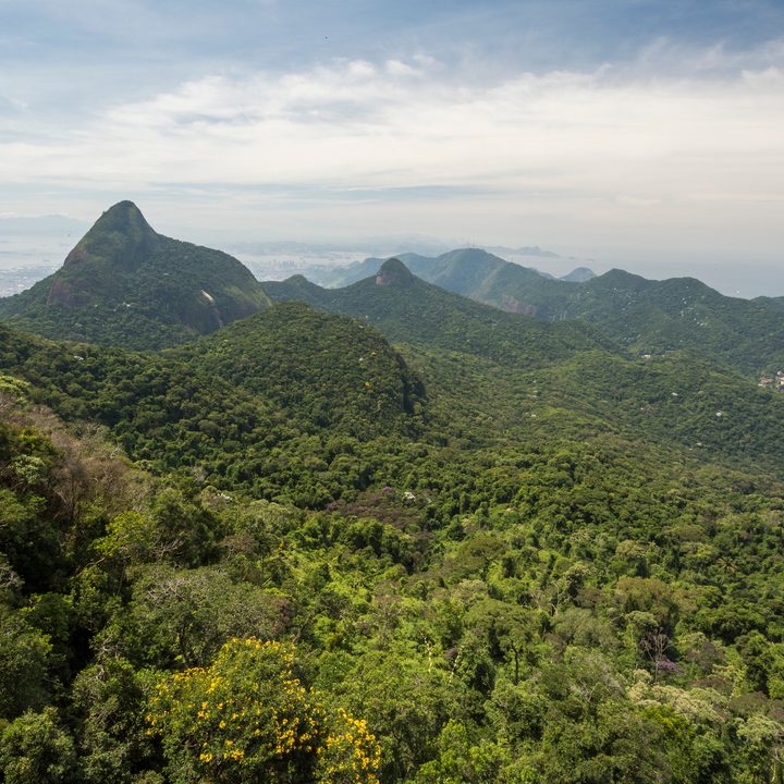 Un bosque en un parque nacional de Río de Janeiro, en Brasil.