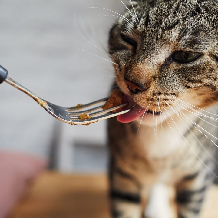 Una persona le da alimento a su gato con un tenedor.
