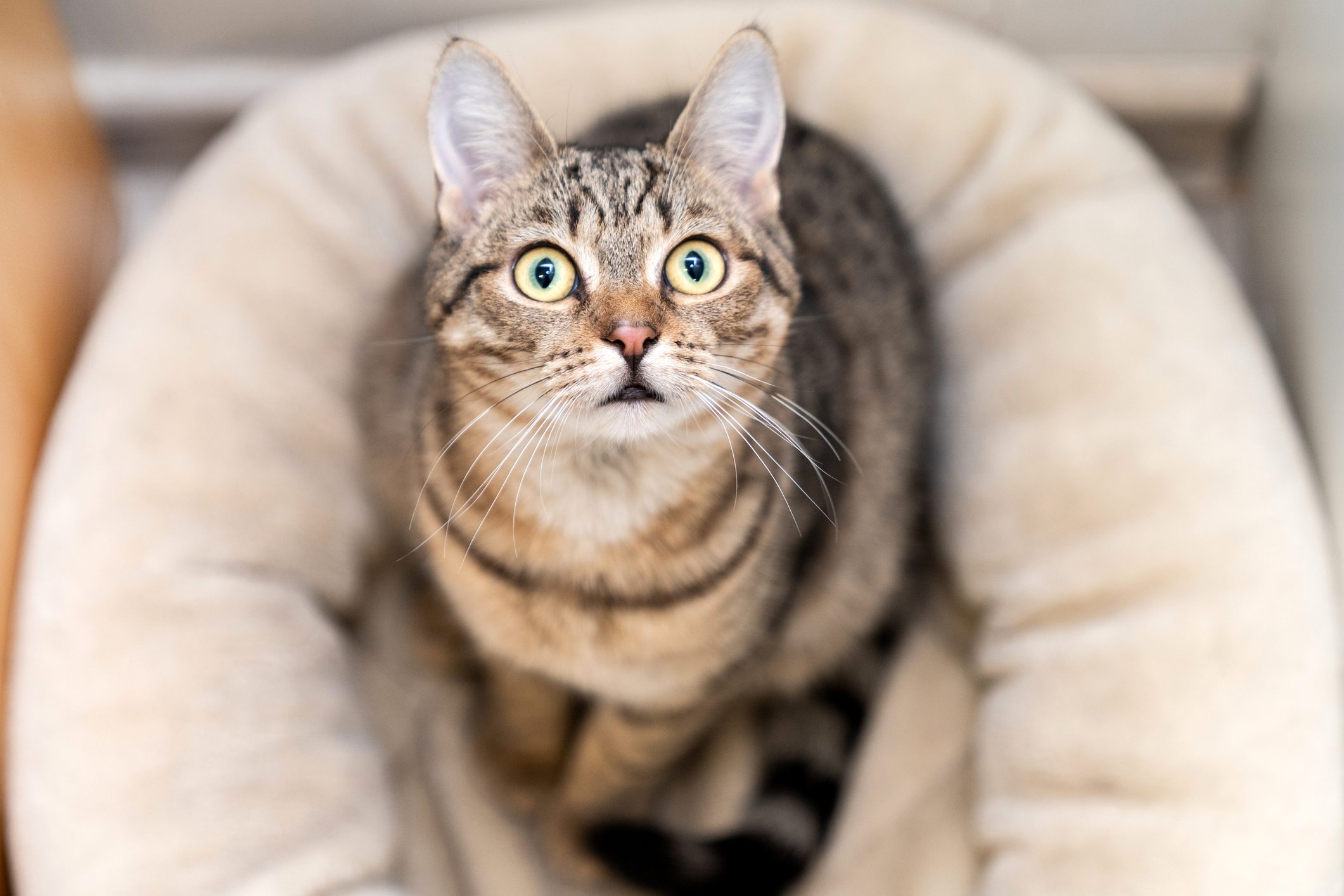 Un gato sorprendido descansa sobre una cama.