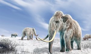 Una ilustración del extinto mamut lanudo.